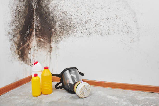 Best Affordable Mold Removal  in New Wilmington, PA