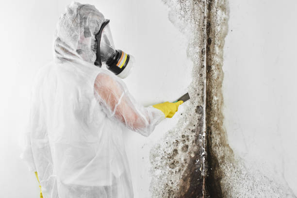 Best Toxic Mold Removal  in New Wilmington, PA