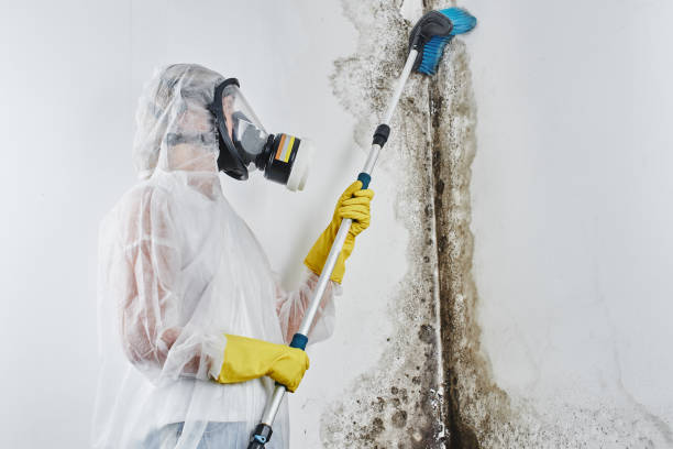 Best Professional Mold Removal  in New Wilmington, PA