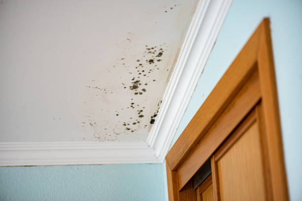Best Home Mold Removal  in New Wilmington, PA