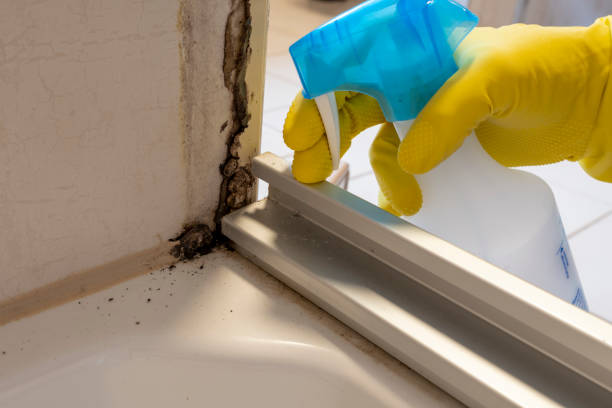 Best Local Mold Removal Service  in New Wilmington, PA