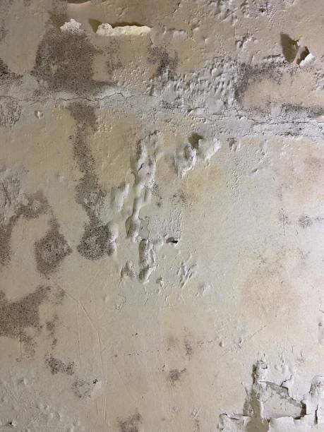 New Wilmington, PA Mold Removal Company