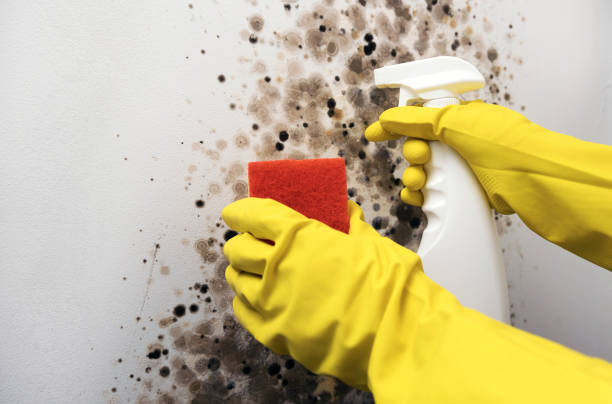 Best Mold Cleaning Services  in New Wilmington, PA