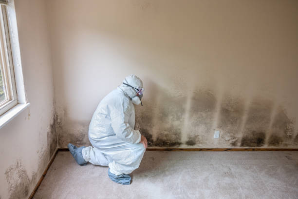Best Same-Day Mold Removal  in New Wilmington, PA