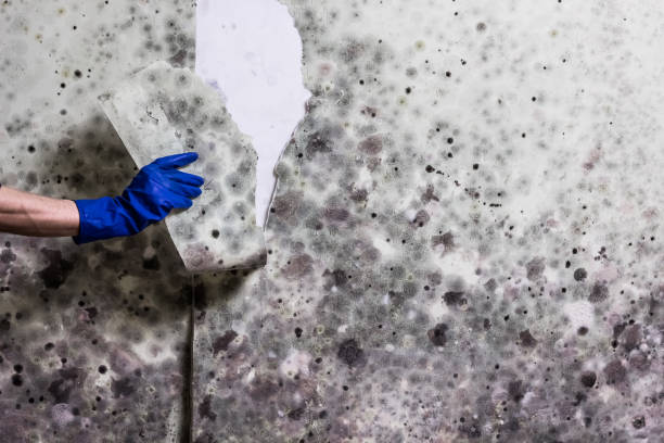 Best Mold Removal Company Near Me  in New Wilmington, PA