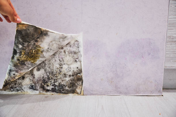 Best Mold Removal Near Me  in New Wilmington, PA